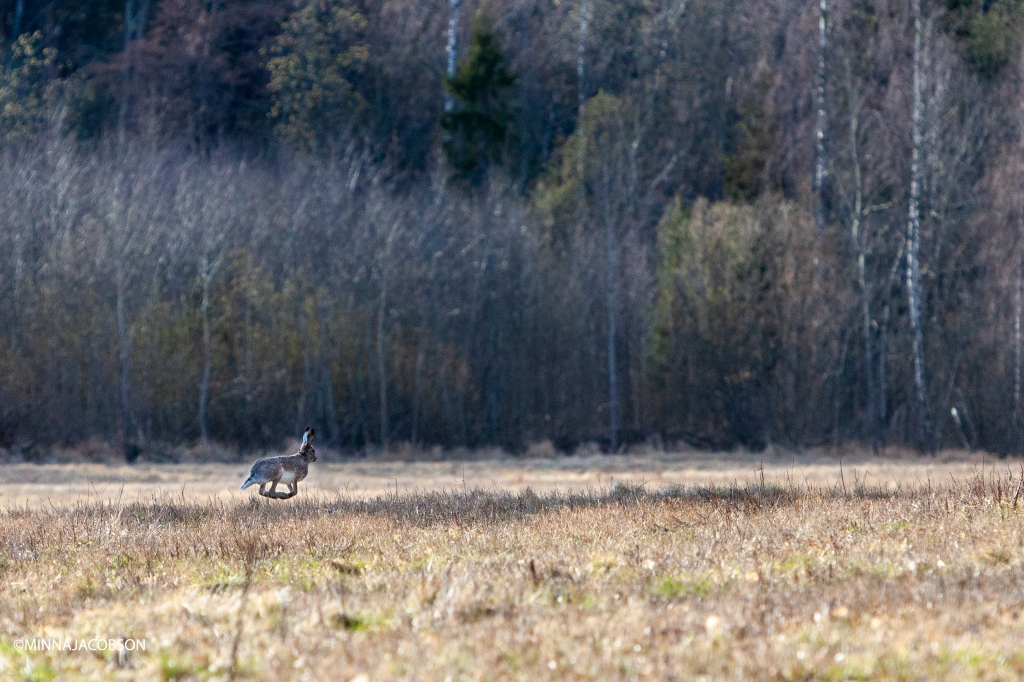 Running brown hare, Lohja Finland, rusakko juoksee