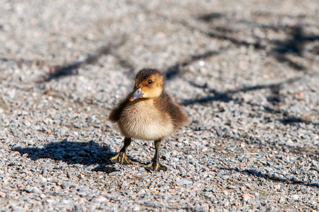 Baby wigeon ❤️from the front (23.6.2020) Porla Lohja Finland 